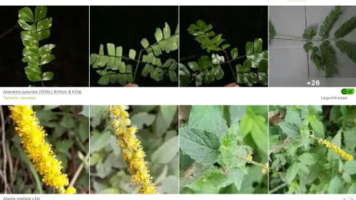 PlantNet Identification Plante screenshot 11
