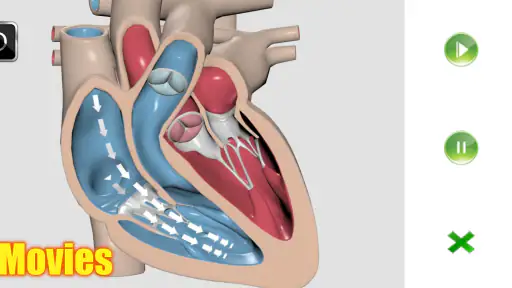 Visual Anatomy 2 screenshot 11