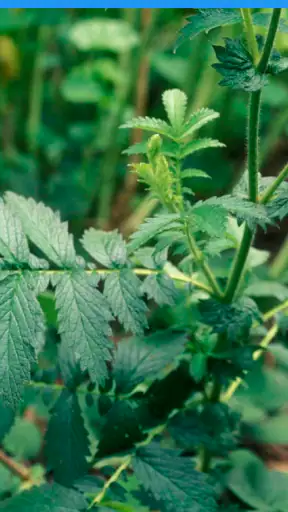 iPlant with Brigitte Mars screenshot