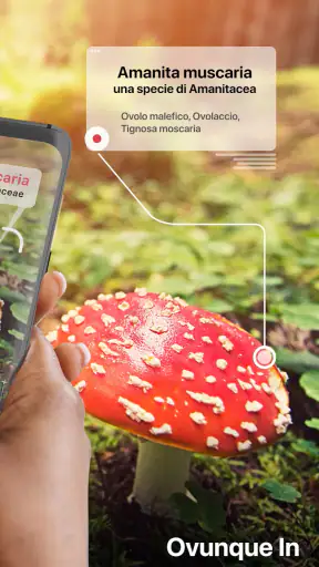 Picture Mushroom: Guida Fungo screenshot 2