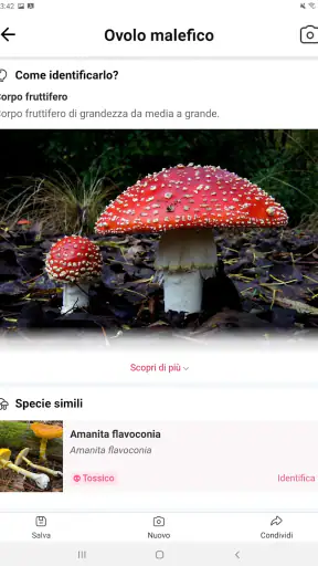 Picture Mushroom: Guida Fungo screenshot 9