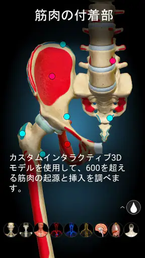 Anatomy Learning - 3D人体解剖図 screenshot 10