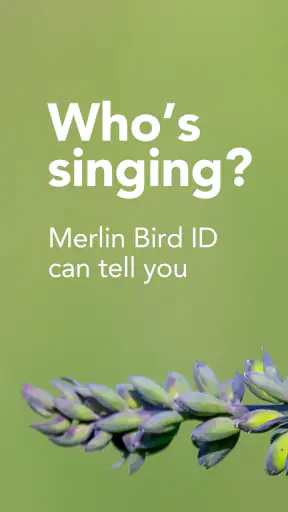 Merlin Bird ID by Cornell Lab screenshot 1
