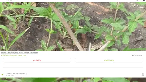 Pl@ntNet plantenidentificatie screenshot 12